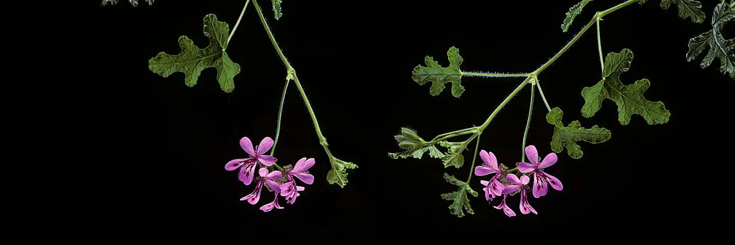 Header_la_fuerza_natural_de_Pelargonium_sidoides
