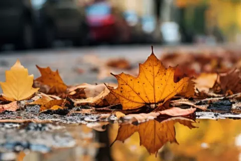 header_hojas_otoño