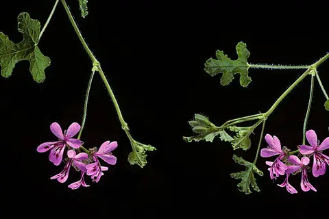 Header_la_fuerza_natural_de_Pelargonium_sidoides