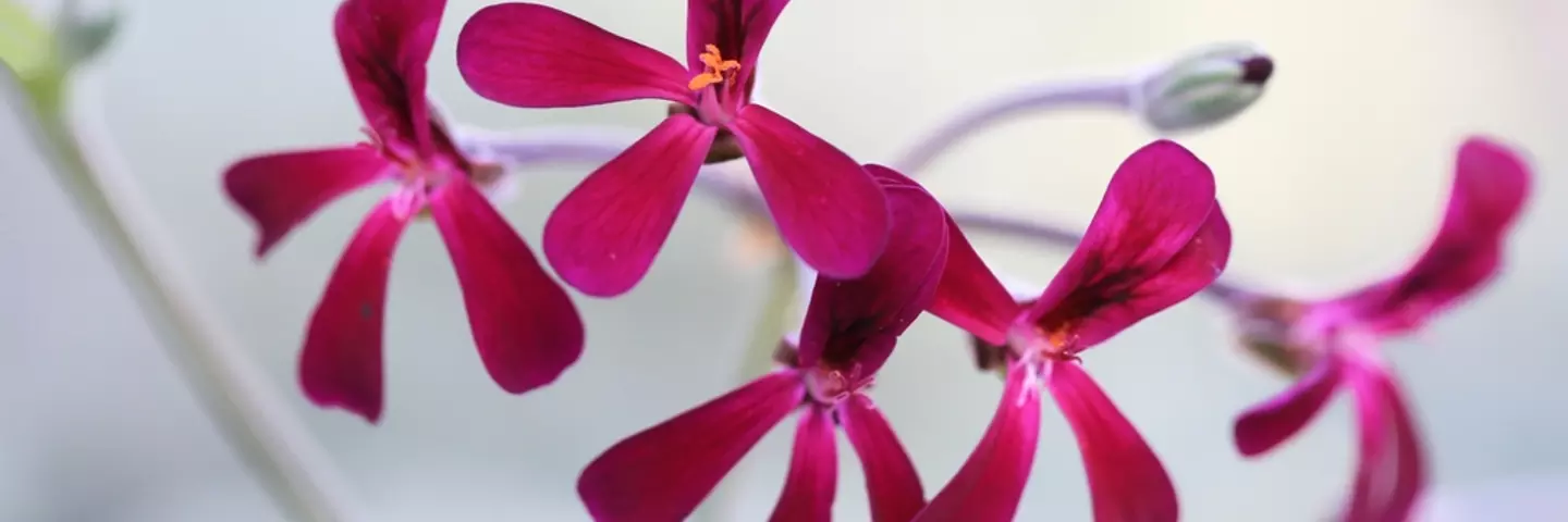 pelargonium_sidoides