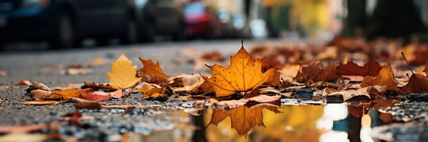 header_hojas_otoño