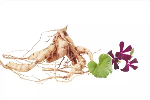 root
