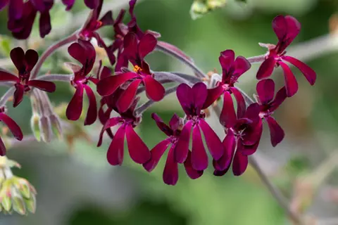 pelargonium_sidoides