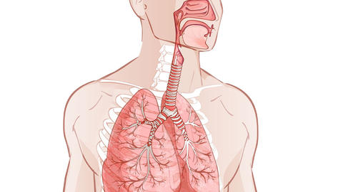 aparato_respiratorio