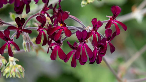 pelargonium_sidoides
