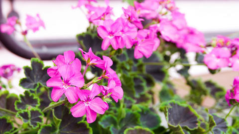 Pelargonium_s