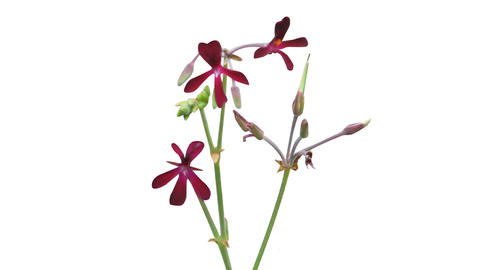 pelargonium_sidoides_planta